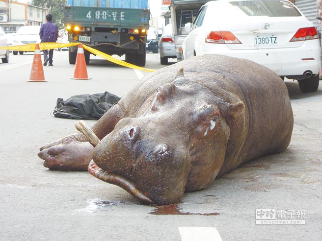 非洲大河馬“阿河”自貨櫃車窗戶跳出車外，衝撞路邊白色轎車，留下血跡