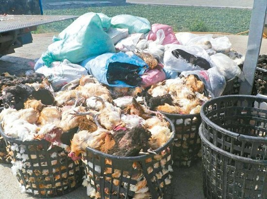 臺灣男子載運2.59噸病死雞疑與禽流感有關遭攔