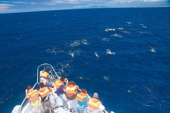 花蓮300余只海豚成群跳躍賞鯨遊客驚喜連連（圖）