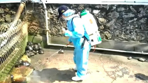 民眾放生致臺灣龜池“龜滿為患”60隻暴增至600隻