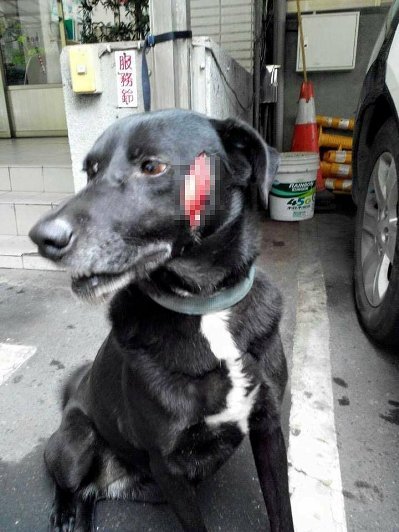 網友控訴狗狗被陌生人砍傷發佈照片求緝兇（圖）