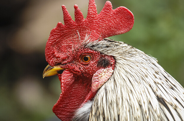 為防禽流感疫情，臺灣禁止進口美國15州雞肉。（網路圖）