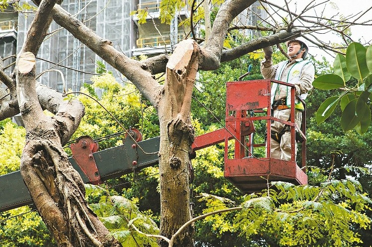 臺灣未來修剪樹木也要考證照 最快明年施行(《聯合報》圖)