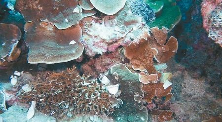 潛水客踩踏墾丁珊瑚 研究員建議收海洋環保稅(圖)