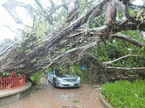 豪雨狂風襲臺3秒吹倒170歲老榕樹（圖）