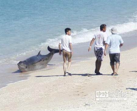 墾丁砂島海域3隻海豚擱淺在沙灘