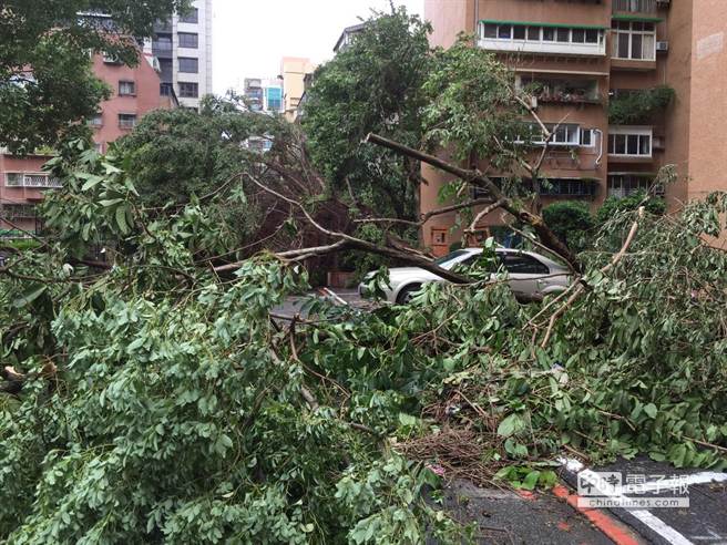 蘇迪勒颱風致臺北6千棵樹木折損 20天清不完
