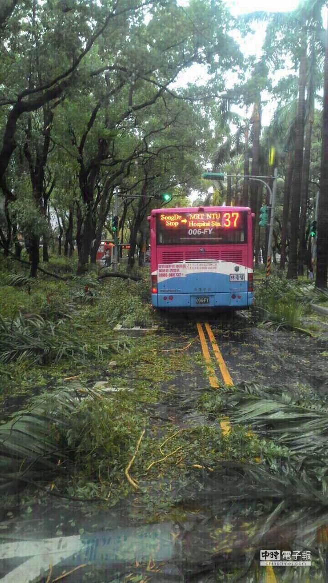 蘇迪勒颱風致臺北6千棵樹木折損 20天清不完