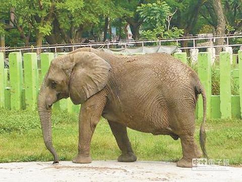 高雄動物園大象用鼻子拋石頭打斷女遊客1顆門牙