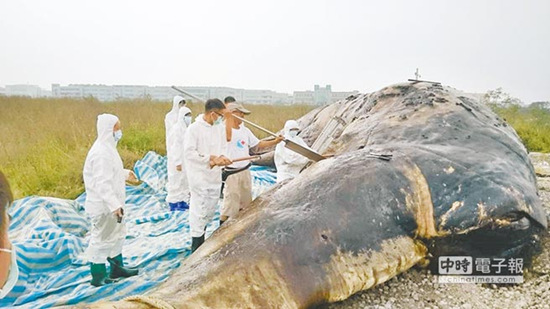 抹香鯨擱淺臺灣近海肚裏全是塑膠袋（圖）