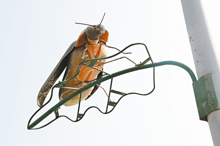 臺新竹縣螢火蟲創意路燈被指像蟑螂（圖）
