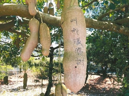 不能吃的“臘腸”臺灣南投“臘腸樹”引關注（圖）