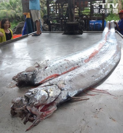 臺灣漁民捕獲兩條“地震魚”