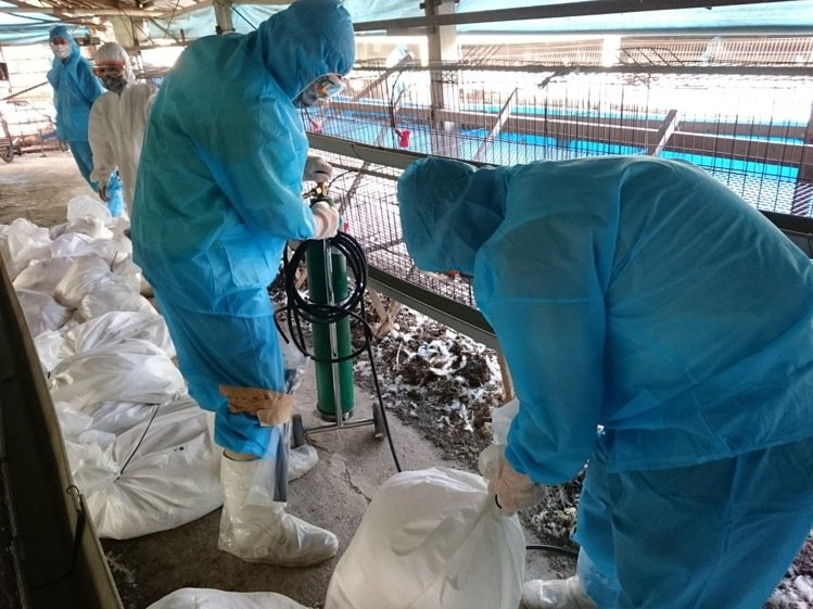 臺南關廟區一雞場傳出禽流感疫情，動保皮人員為防堵疫情蔓延，全場撲殺