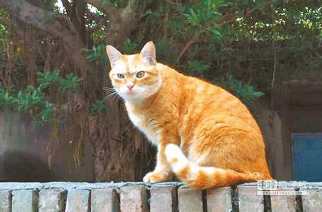 去年遭虐殺的流浪貓“大橘子”（圖片來源：臺灣《中時電子報》）