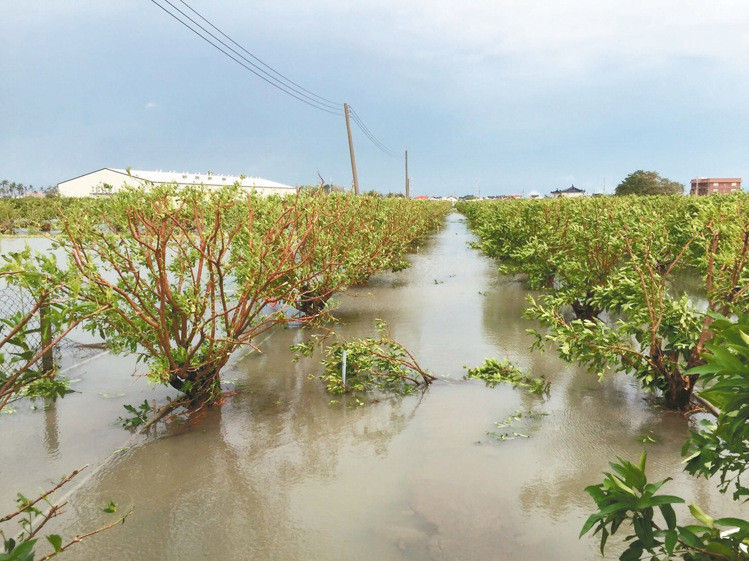 “莫蘭蒂”颱風造成全臺農損近6億 高雄4.6億最慘重