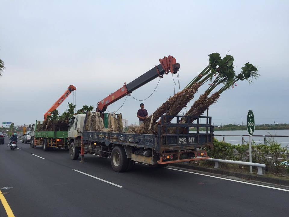 有民眾發現屏東東港的公路旁還在種植路樹，質疑怎麼在颱風前夕作業