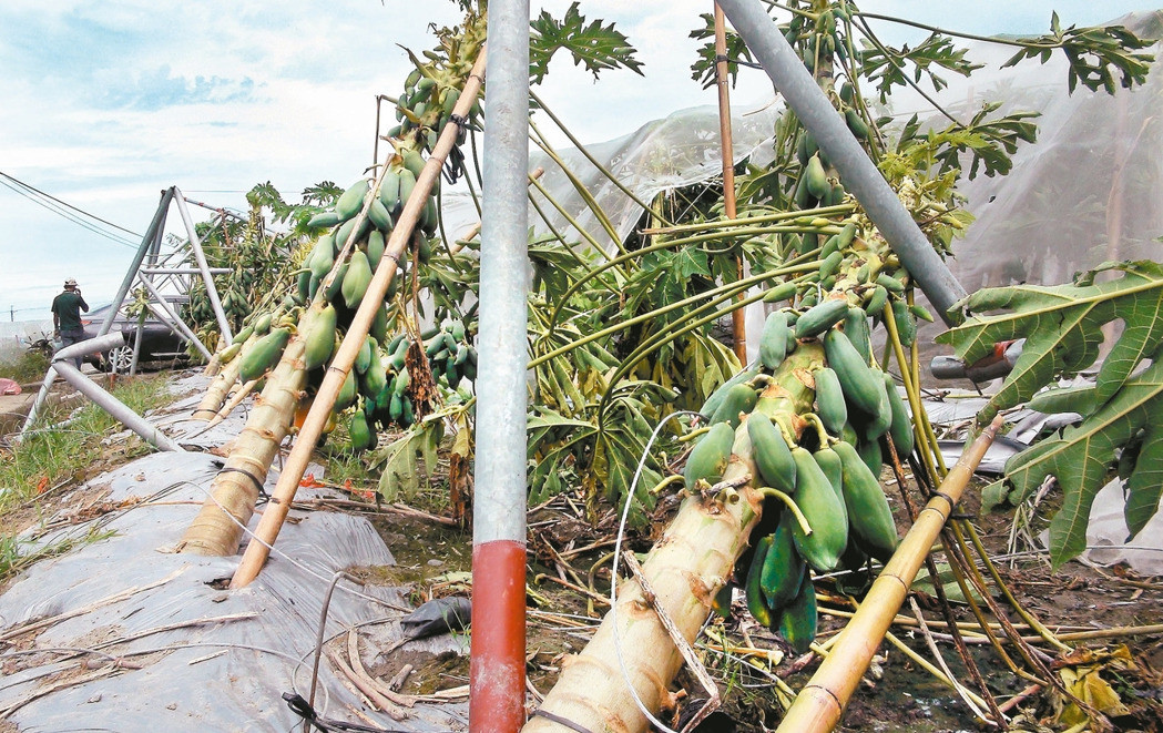 雲林縣溫網室受颱風影響損害嚴重，因為缺工缺料影響，仍有多數迄今仍未修復