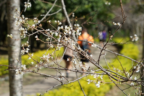 南投縣奧萬大森林遊樂園區的霧社山櫻以往都是2月下旬至3月中旬為開花期,但目前卻已開花。臺灣《聯合報》記者陳妍霖攝影
