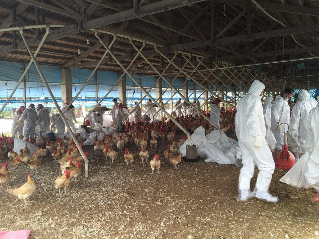 臺灣雲林再傳禽流感 近3萬隻肉雞被撲殺