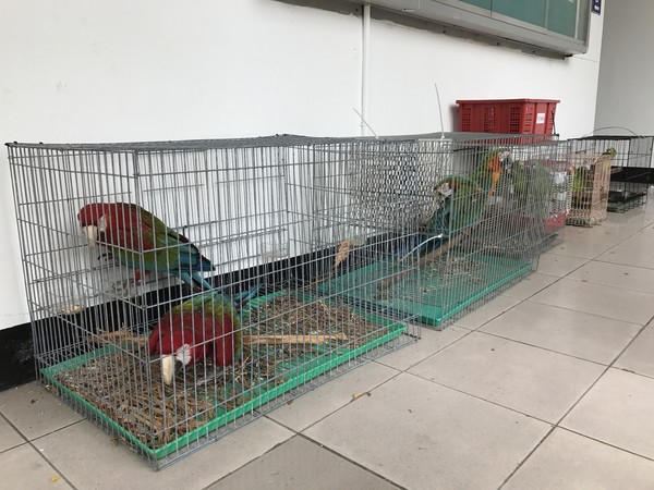 臺灣一男子偷18隻鸚鵡 被吵的受不了攜鸚鵡自首