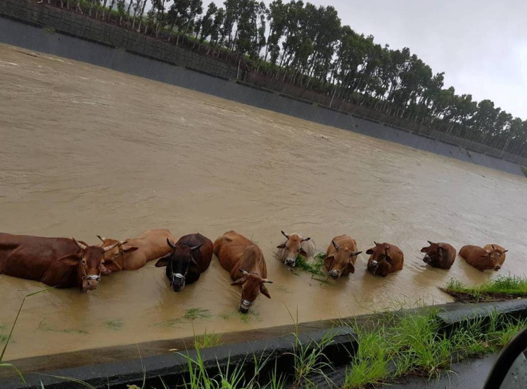 新竹雨後現奇景：魚在路上，牛在水中。（圖片來源：臺灣《聯合報》）