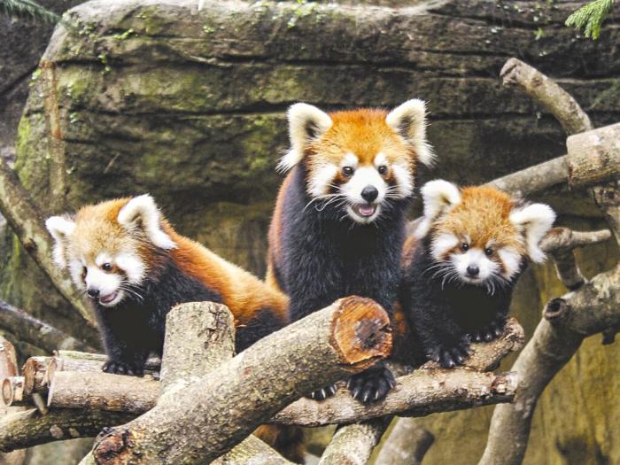 臺北市立動物園小貓熊。圖片來源：臺灣《中國時報》 臺北市立動物園提供