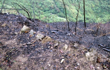 阿里山延燒5公頃大火熄滅 現場成焦土