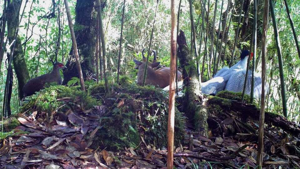 罕見又和諧！雲南龍陵首次拍到兩種保護動物“同框”生活畫面