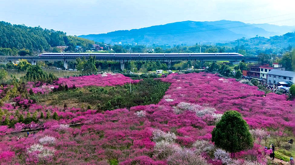 “高鐵賞花遊”逐漸成為旅遊市場新熱點 “春日經濟”熱力升騰