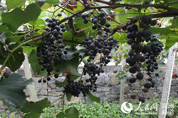 菖蒲塘村的葡萄已經成熟