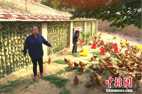 農民專業合作社理事長高俊霞介紹土雞養殖情況。中新網 種卿 攝