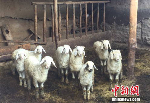 武玉萍家養殖的羊。中新網 記者 攝