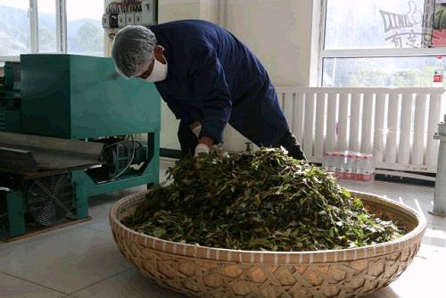 藏茶的加工過程主要是先把新鮮的茶葉用揉捻機揉成條狀後再經過發酵、烘乾、消毒、包裝等程式，就可以進入市場銷售了。
