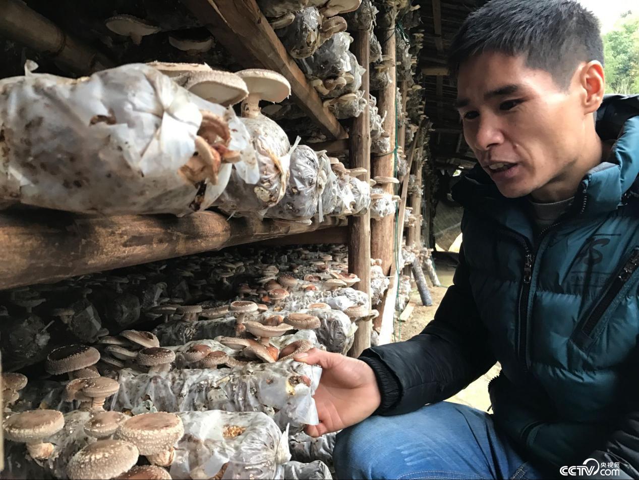 在周炳耀的幫助下，劉長龍回家種菇，收入遠高於在外打工。