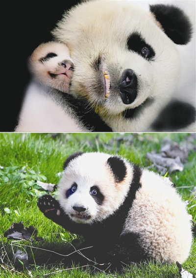 上海野生動物園日前宣佈，大熊貓“幗幗”、“花生”于去年底因病死亡。上圖是大熊貓“幗幗”和幼仔“花生”在小憩（2016年9月9日攝）；右圖是大熊貓寶寶“花生”在室外活動場玩耍（2016年11月4日攝） 新華社發