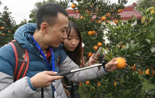 全國網路媒體採訪團走進金堂三溪鎮 從柑桔母本園看農産品電子商務