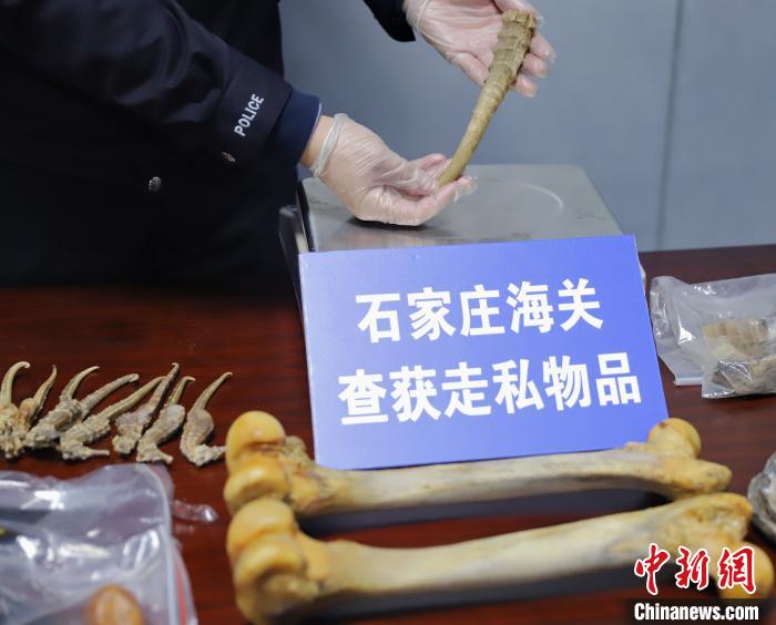 石家莊海關查獲走私野生動物製品約4公斤