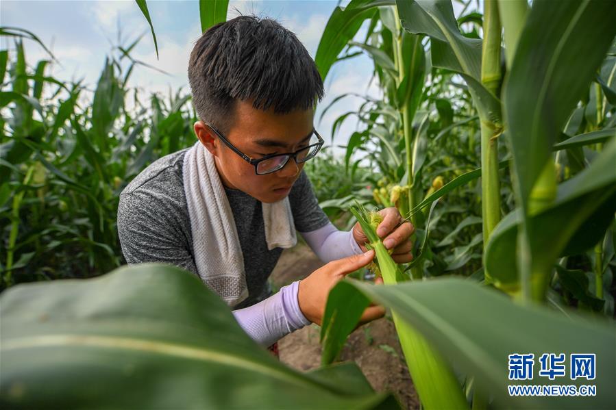 （新華全媒頭條�圖文互動）（7）為現代農業探新路——來自吉林梨樹的田野報告