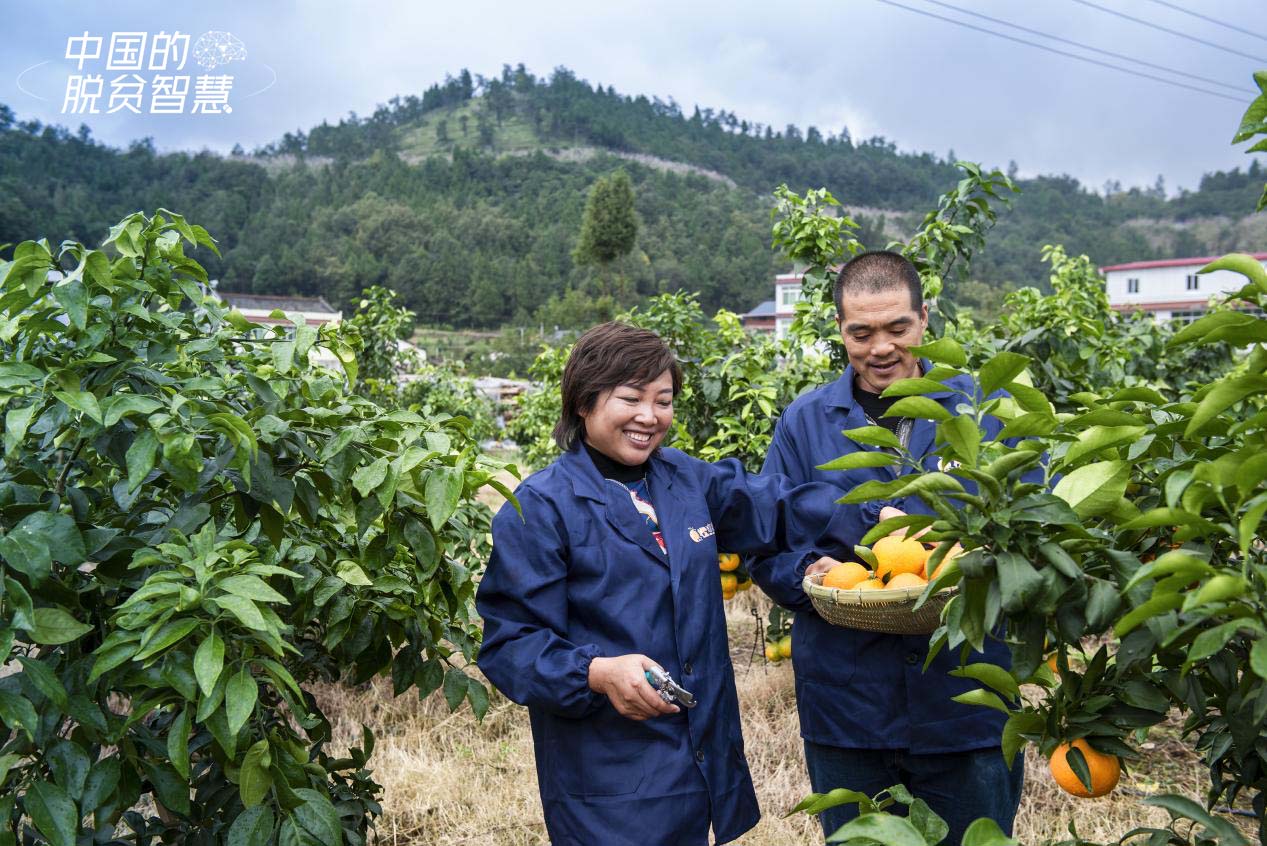唐武瓊（左一）在果園採摘柑橘（受訪者供圖）