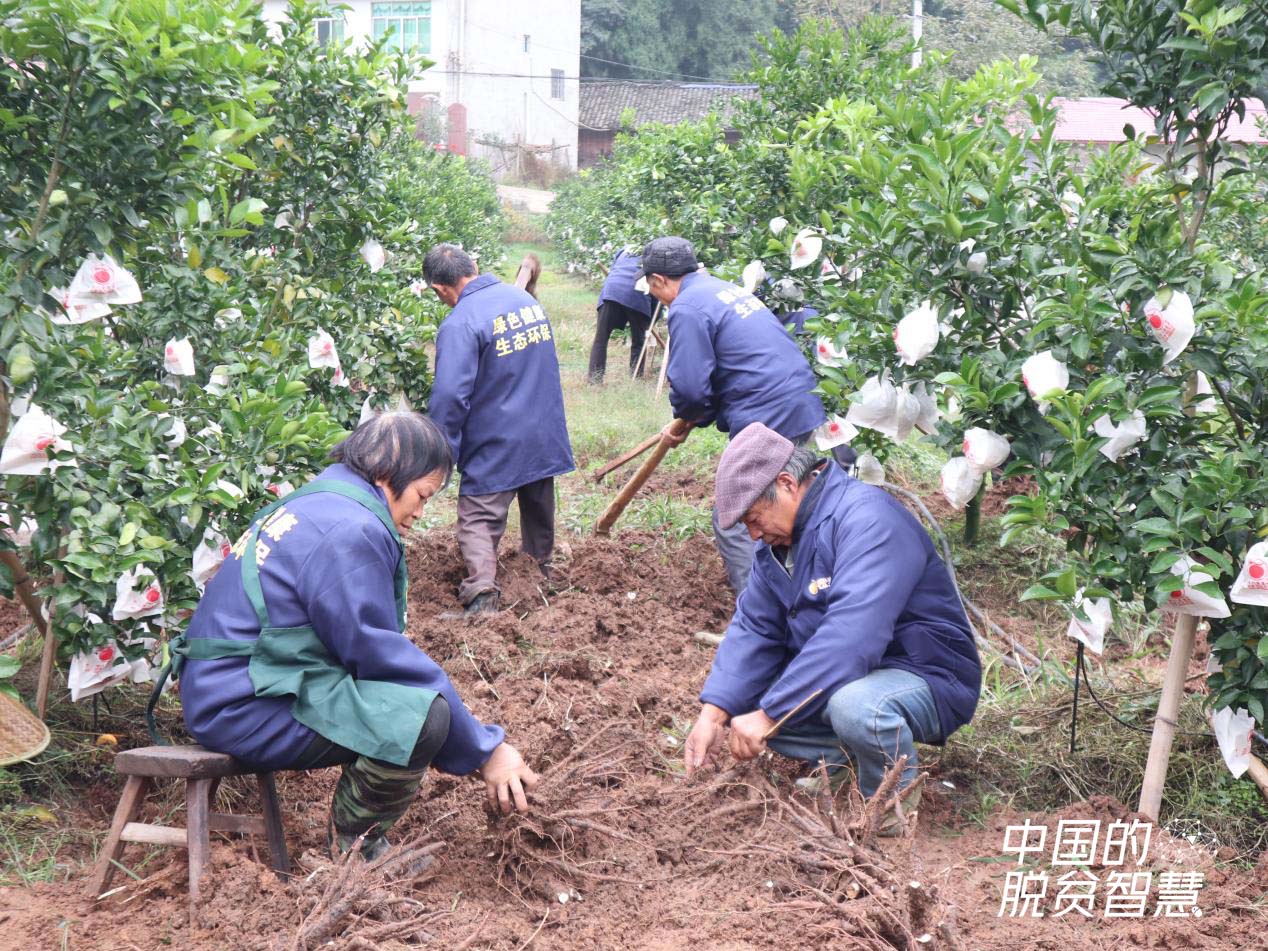 村民在種植基地挖芍藥（攝影：央視網記者 董淑雲）