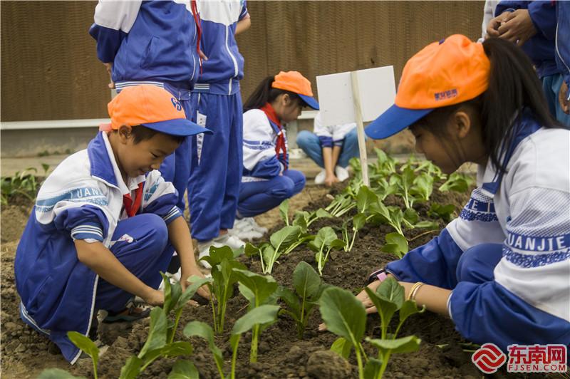 學生們實踐基地種植蔬菜。董觀生攝.jpg
