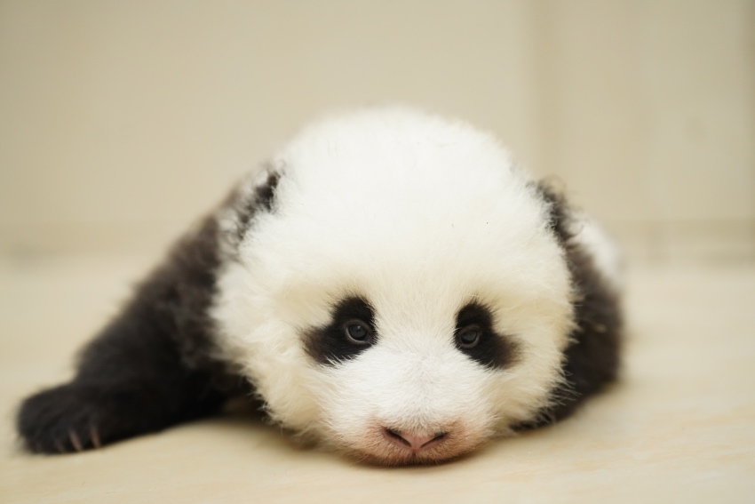 大熊貓家美二崽命名為“青寶”。中國大熊貓保護研究中心供圖