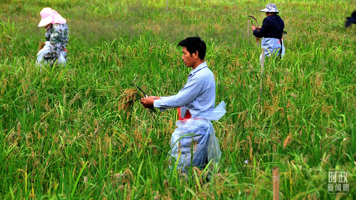 湖南雜交水稻研究中心海南基地，育種工作者正對成熟的雜交水稻進行抽種。（圖/視覺中國）