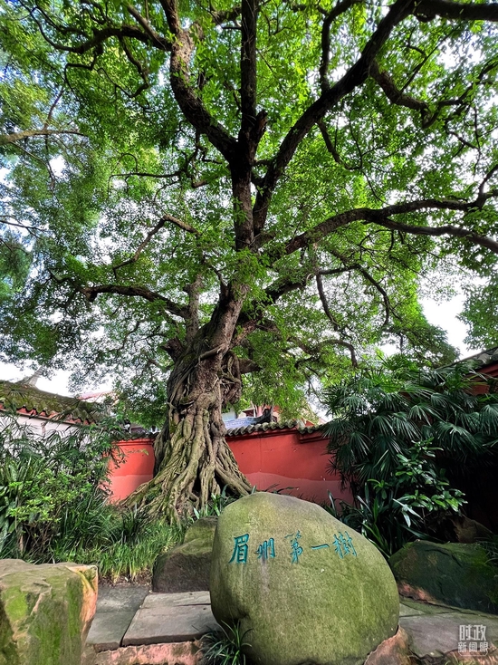  △三蘇祠內被稱為“眉州第一樹”的千年黃葛樹。（總臺央視記者楊新禹拍攝）