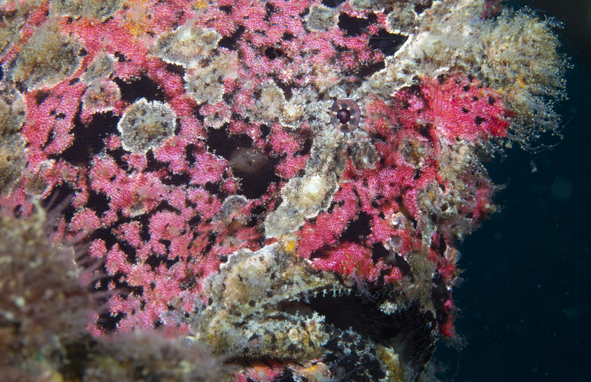 　　▲這是5月26日在分界洲島海域拍攝的海洋生物。新華社記者楊冠宇攝