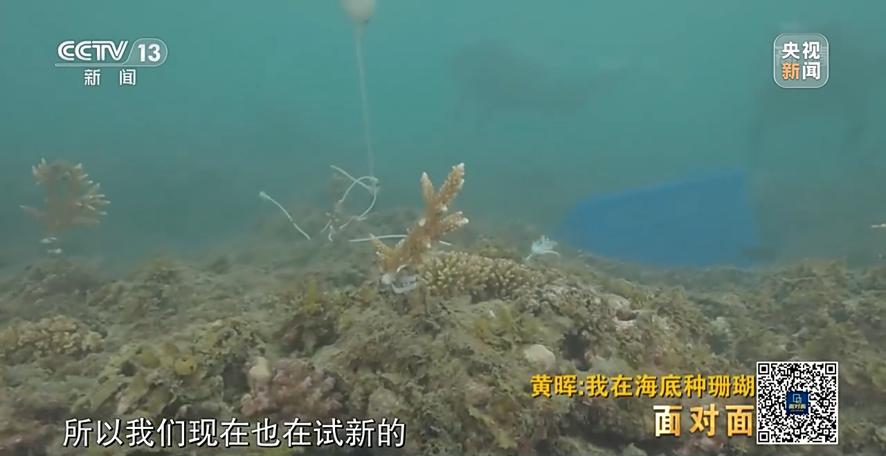 面對面丨“珊瑚媽媽”黃暉：種出一片“海底森林”