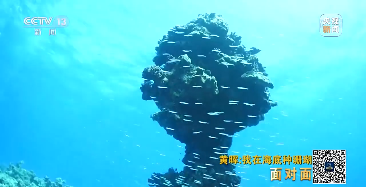面對面丨“珊瑚媽媽”黃暉：種出一片“海底森林”