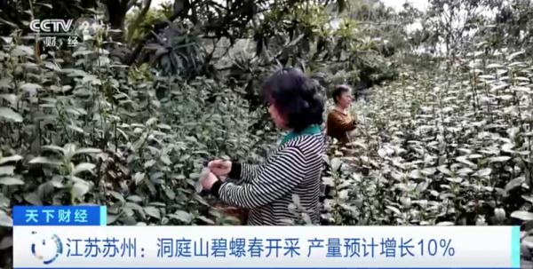 “洞庭碧螺春”上新了！今年産量預計增長10%