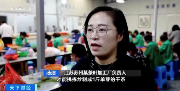 “洞庭碧螺春”上新了！今年産量預計增長10%